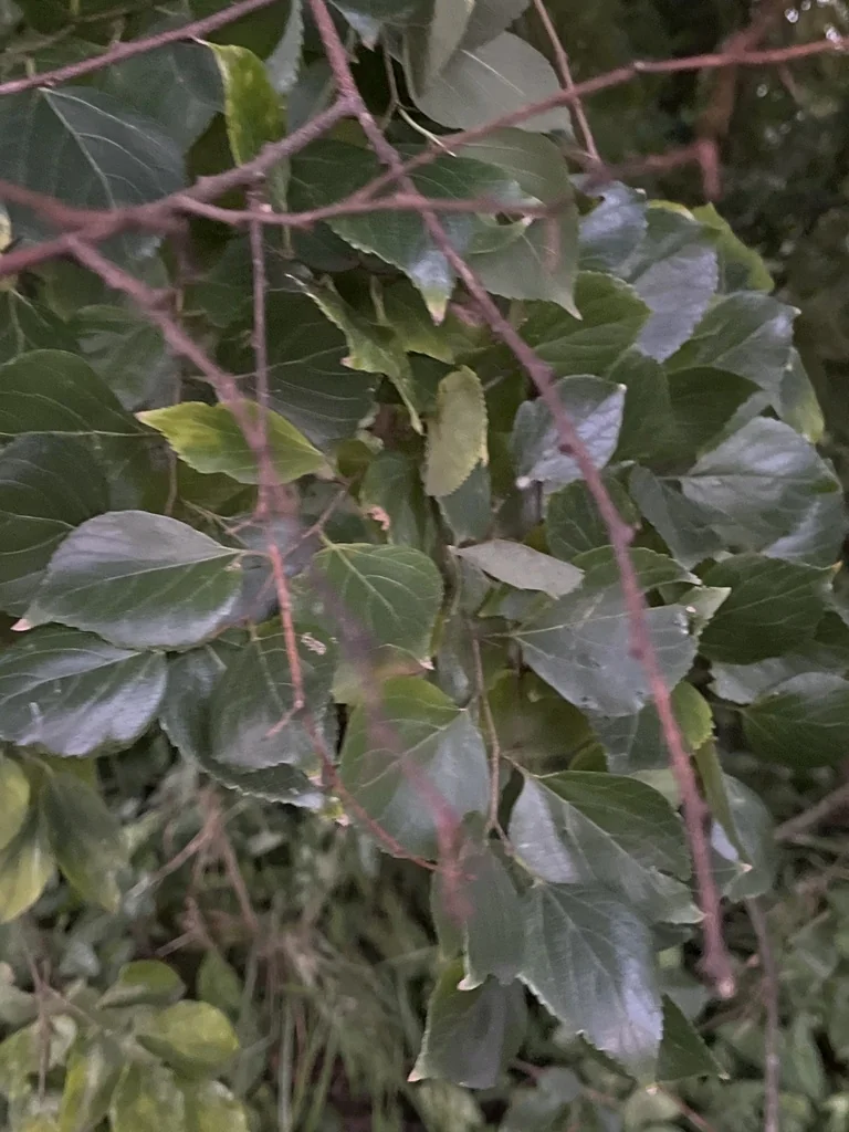 Celtis Sinensis