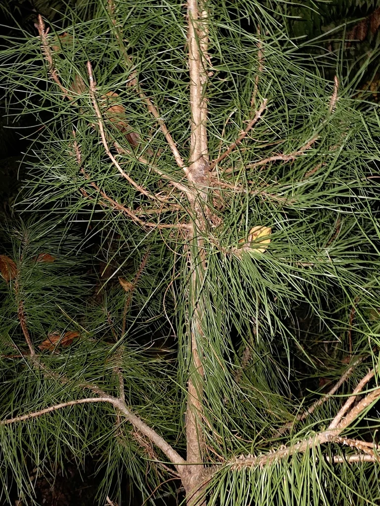 Pinus Radiata