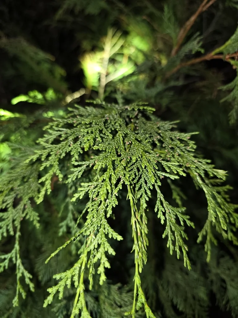 Chamaecyparis lawsoniana