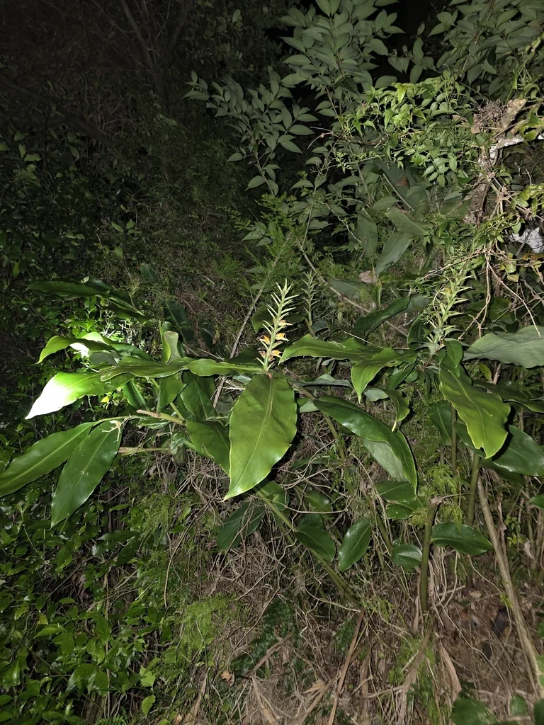Hedychium Gardnerianum