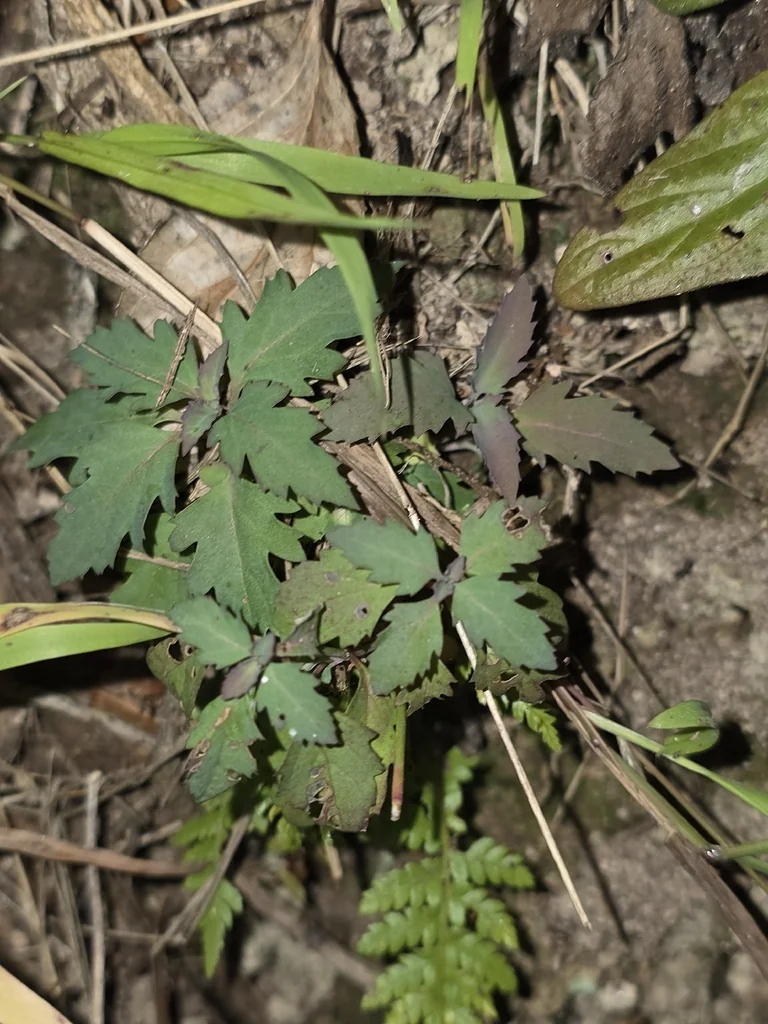 Leycesteria formosa
