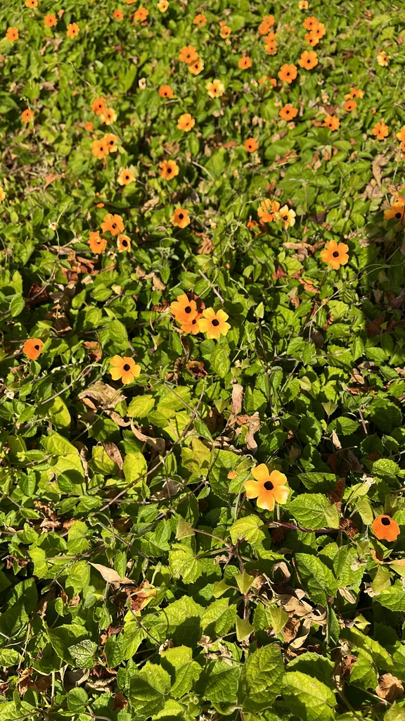 Thunbergia Alata