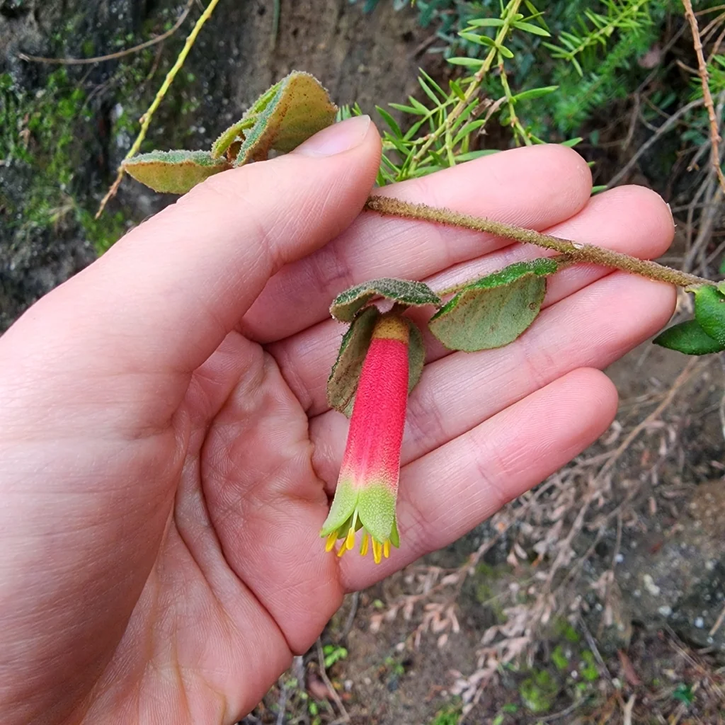 Correa Reflexa