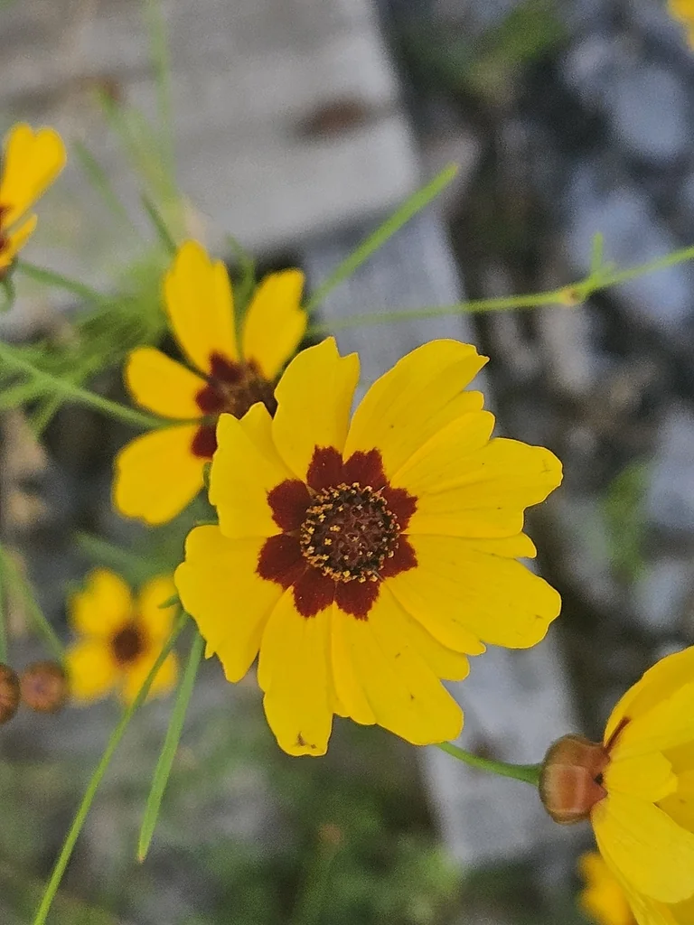 Coreopsis Tinctoria