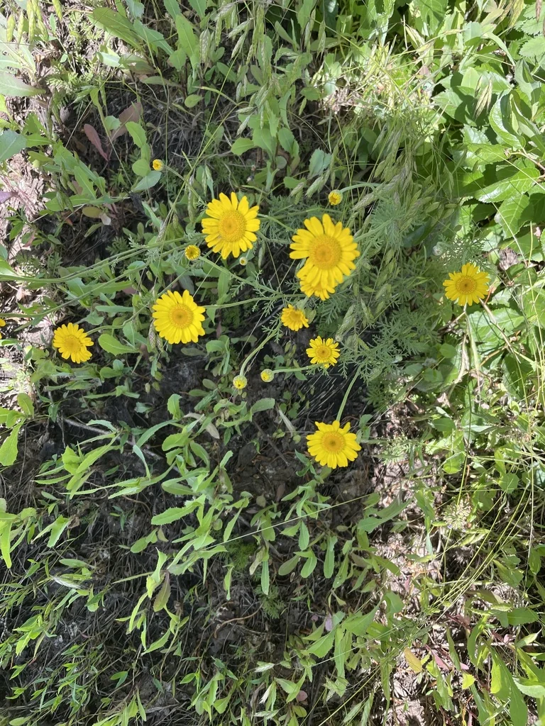 Anthemis Tinctoria