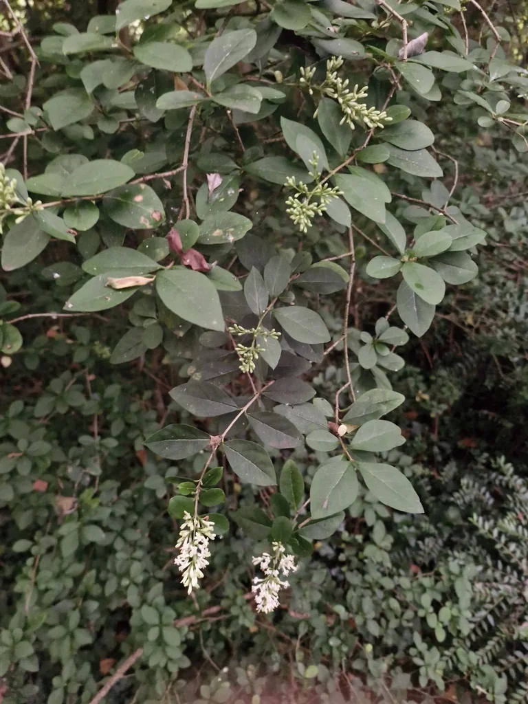 Ligustrum Ovalifolium