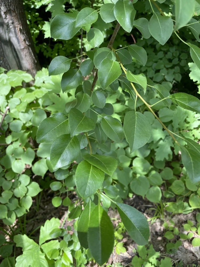 Pyrus Communis