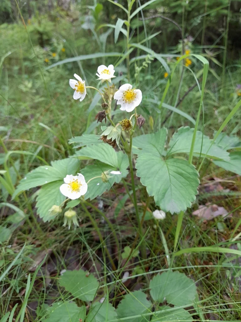 Fragaria ananassa