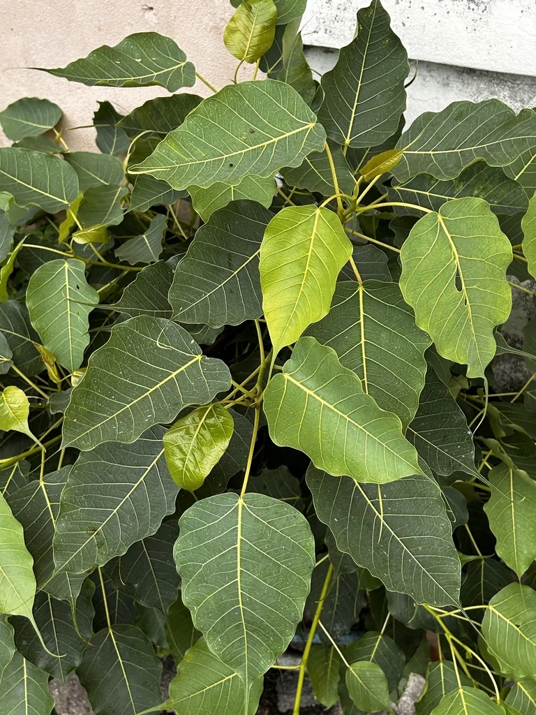 Ficus Religiosa