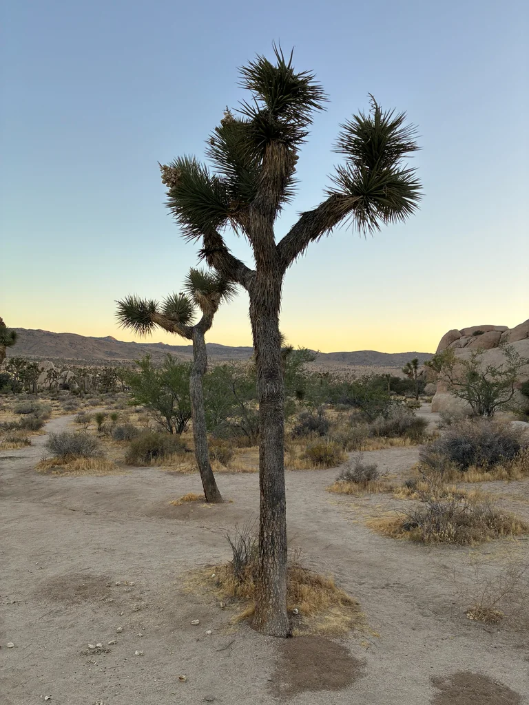 Yucca Brevifolia