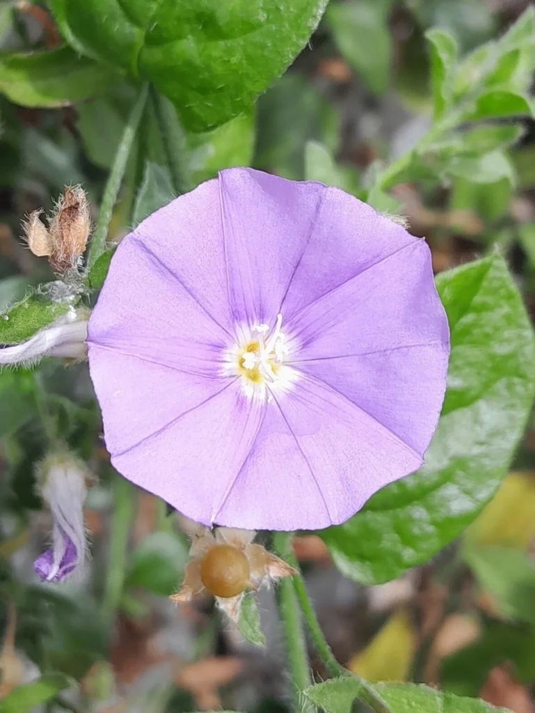 Convolvulus Sabatius
