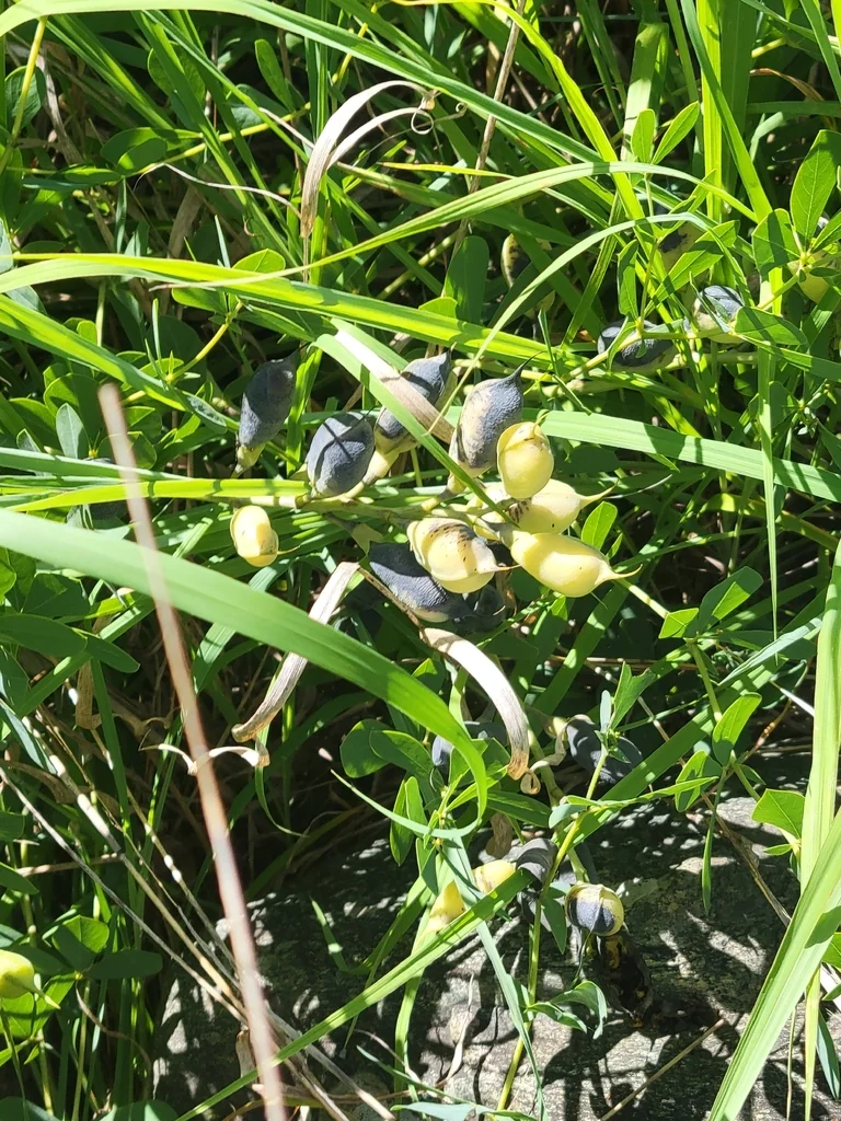 Baptisia Australis
