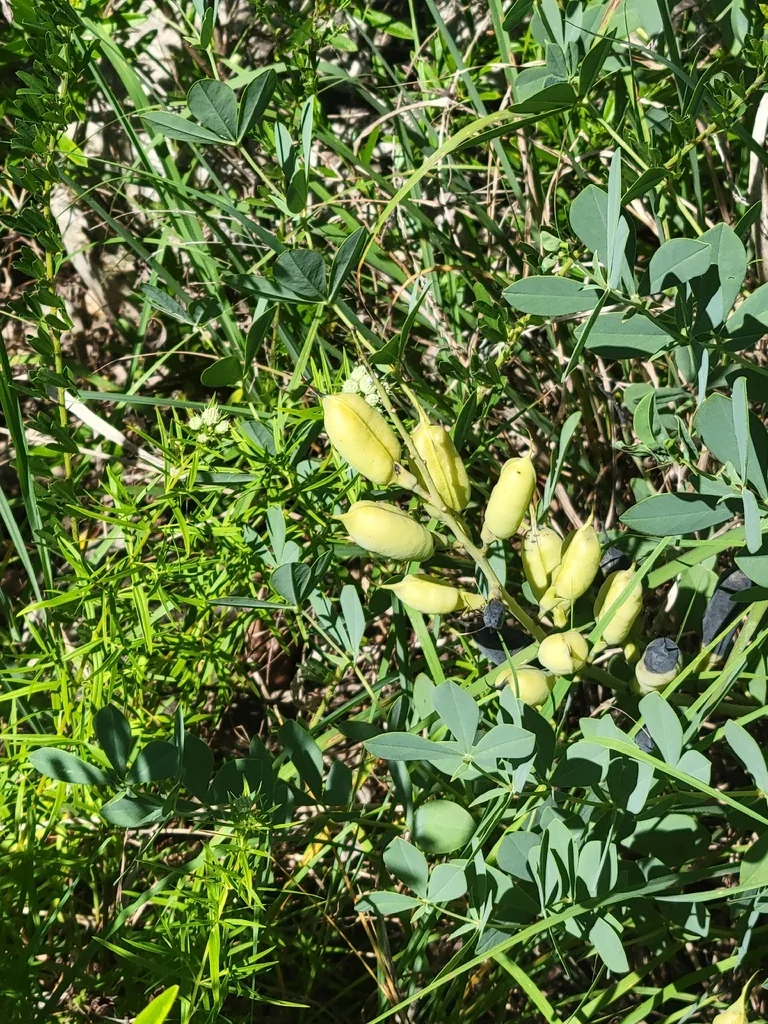 Baptisia Australis