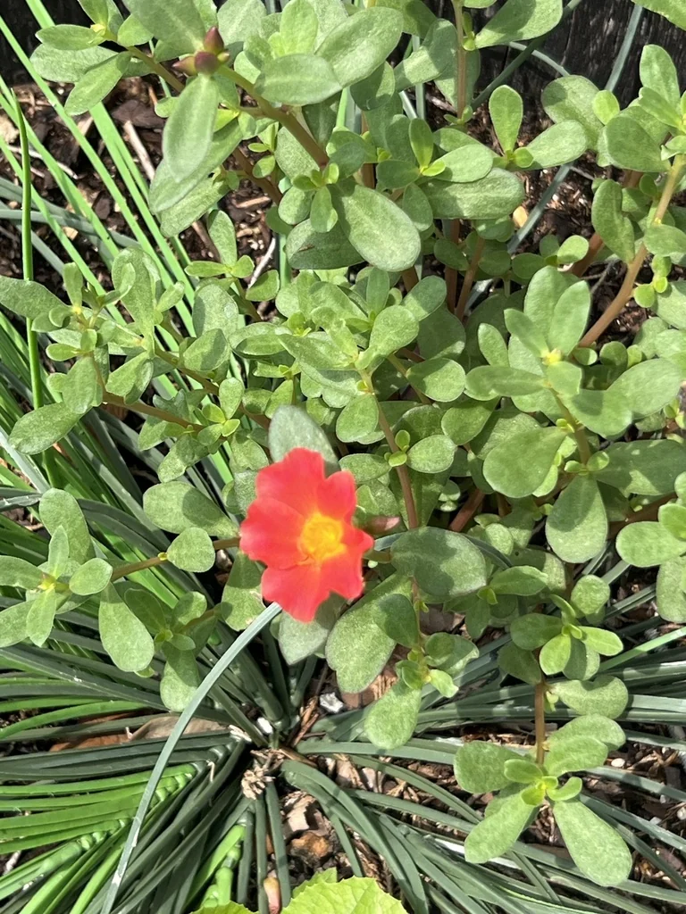 Portulaca umbraticola