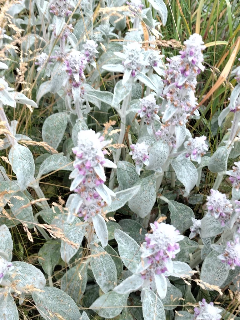 Stachys Byzantina