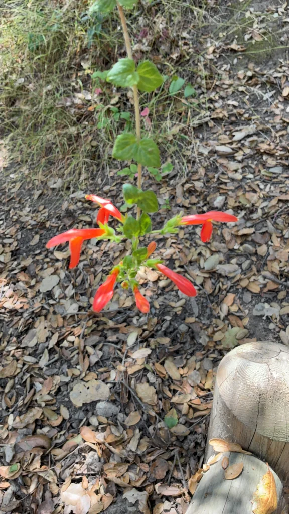Keckiella Cordifolia