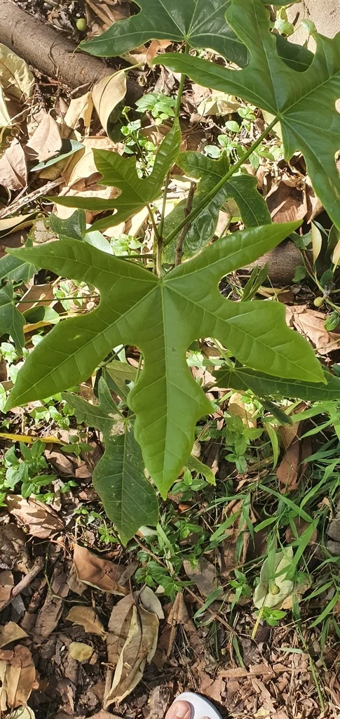 Brachychiton Acerifolius