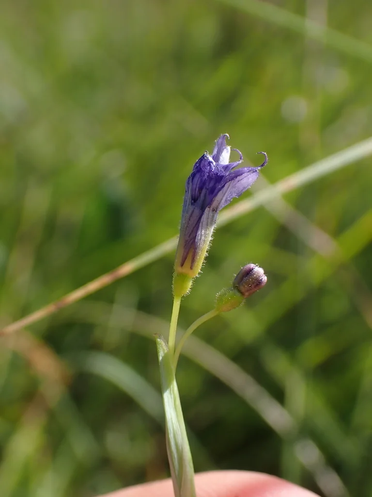 Sisyrinchium Bellum