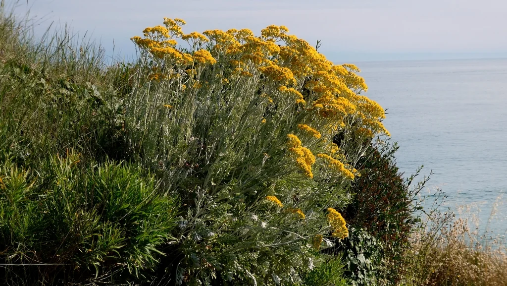 Senecio Cineraria