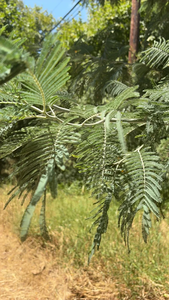 Acacia Dealbata