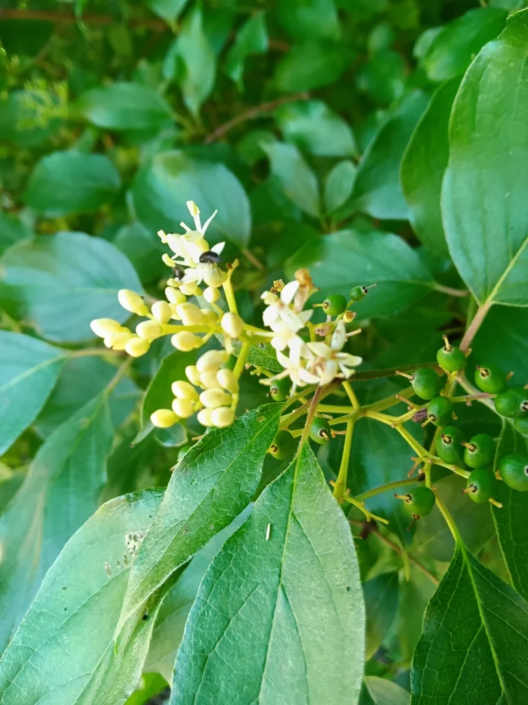 Cornus Racemosa