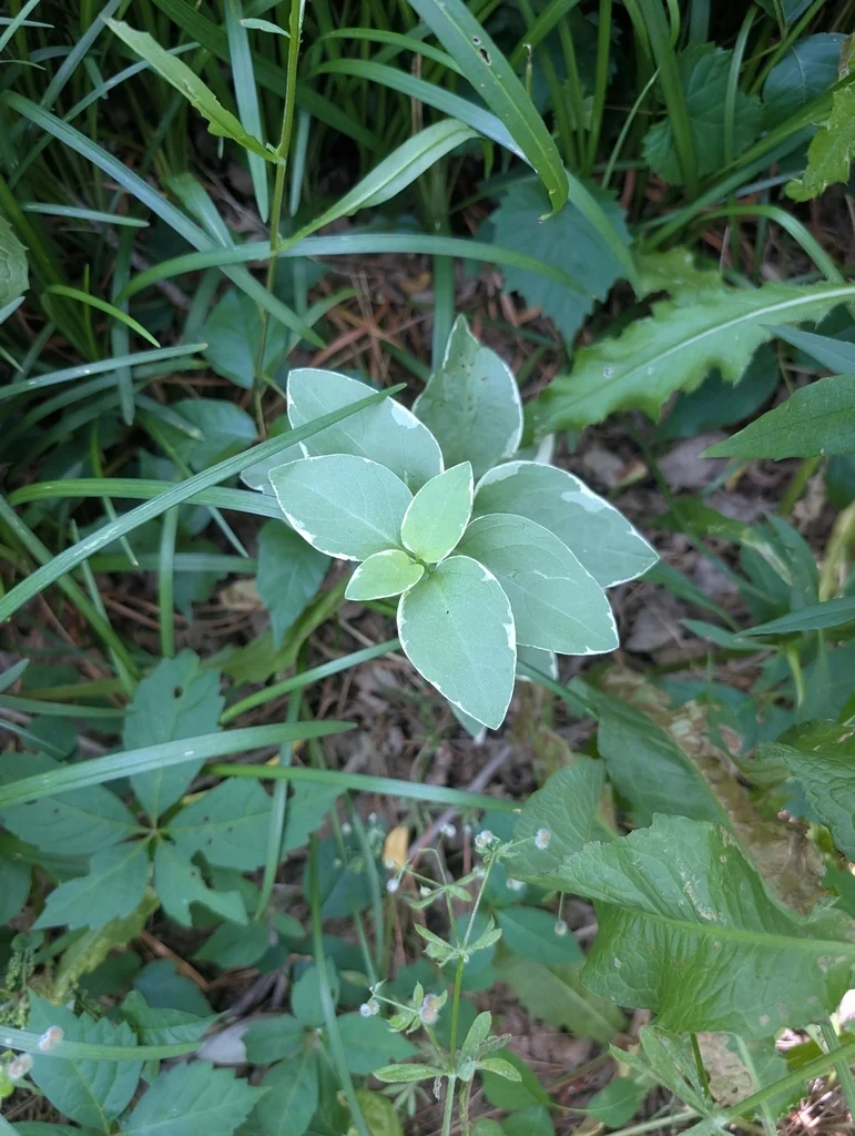 Vinca major
