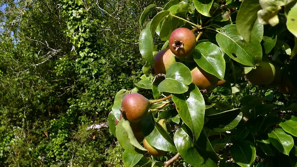 Pyrus Communis