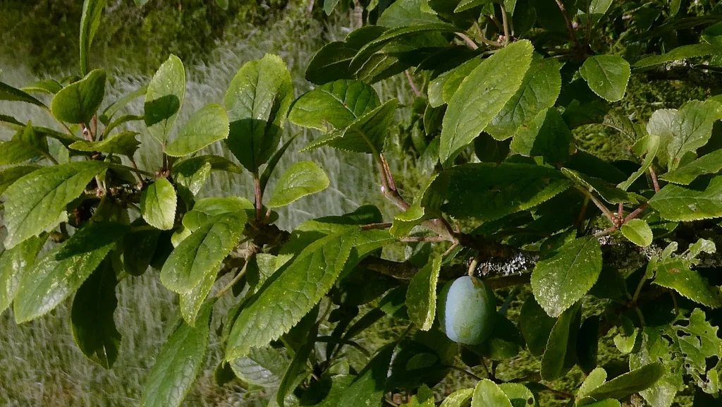 Prunus Domestica