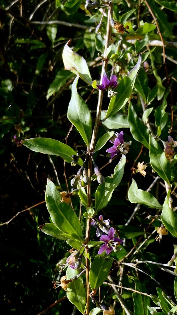 Lycium Barbarum