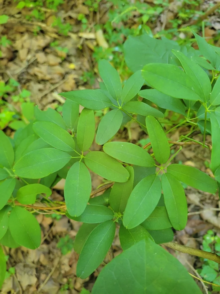 Akebia Quinata