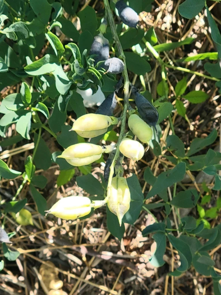 Baptisia Australis