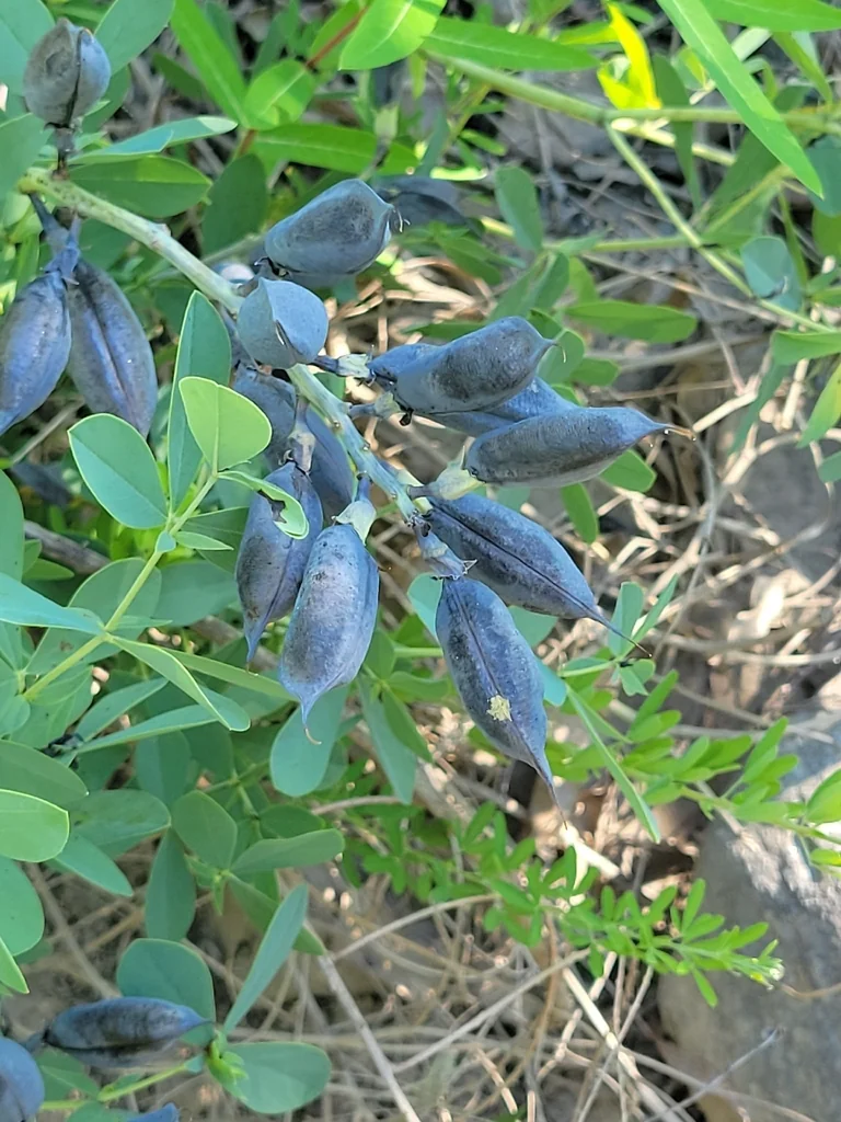 Baptisia Australis