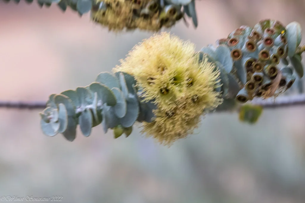 Eucalyptus Kruseana