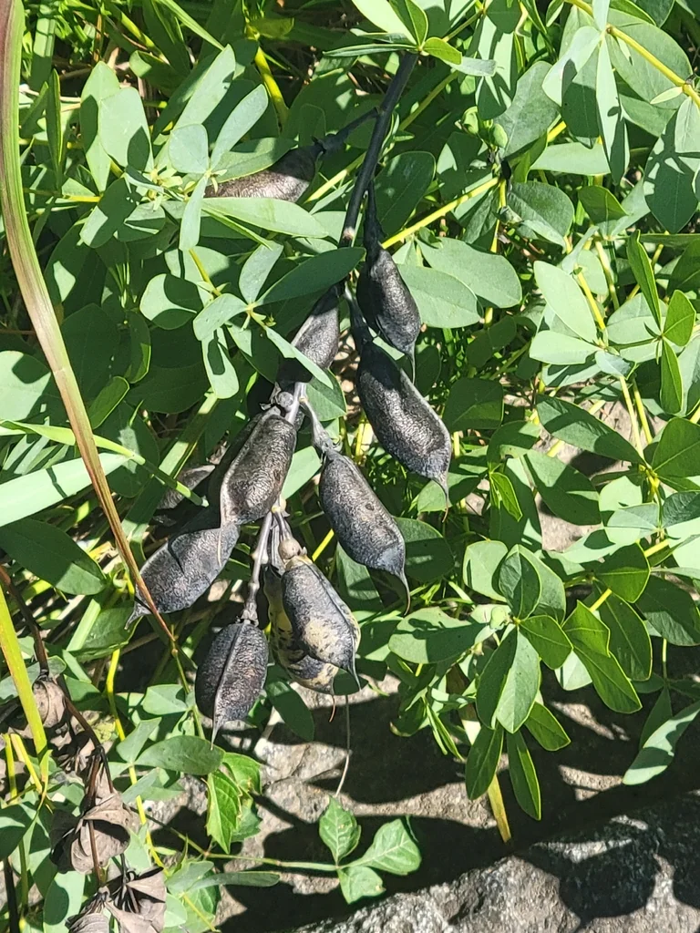 Baptisia Australis