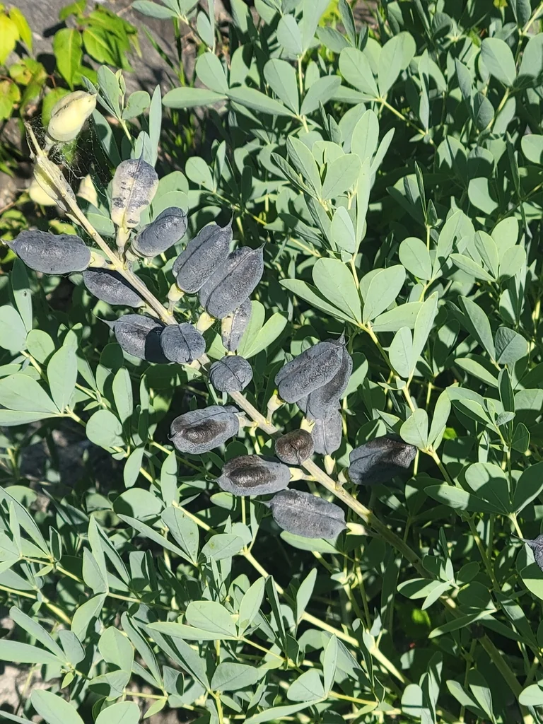 Baptisia Australis