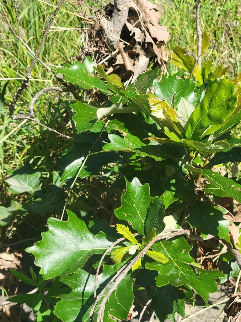 Quercus Bicolor