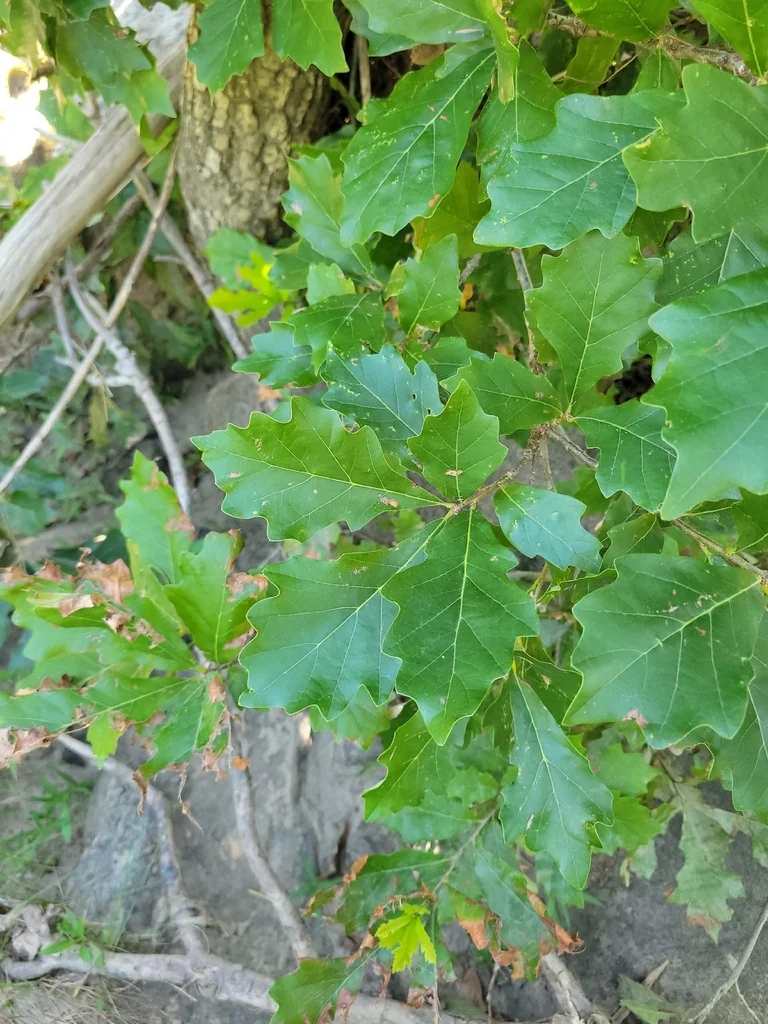 Quercus Bicolor