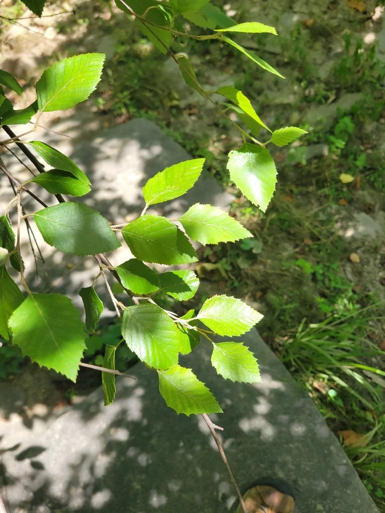 Betula Nigra