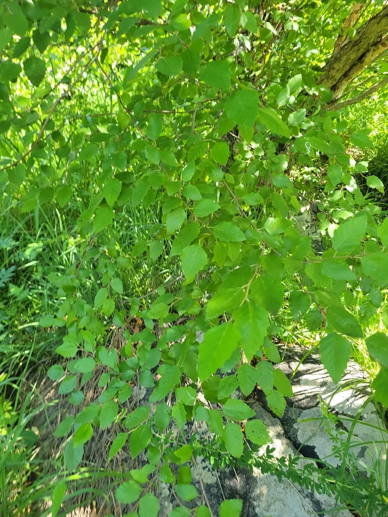 Betula Nigra