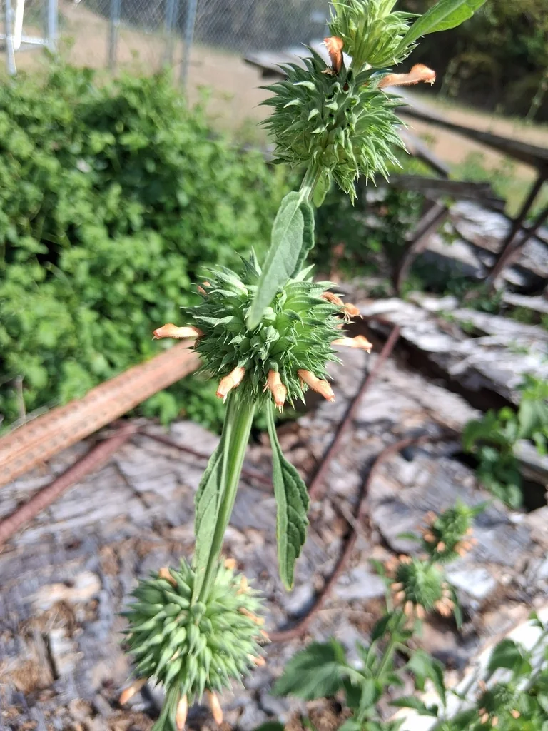 Leonotis Nepetifolia