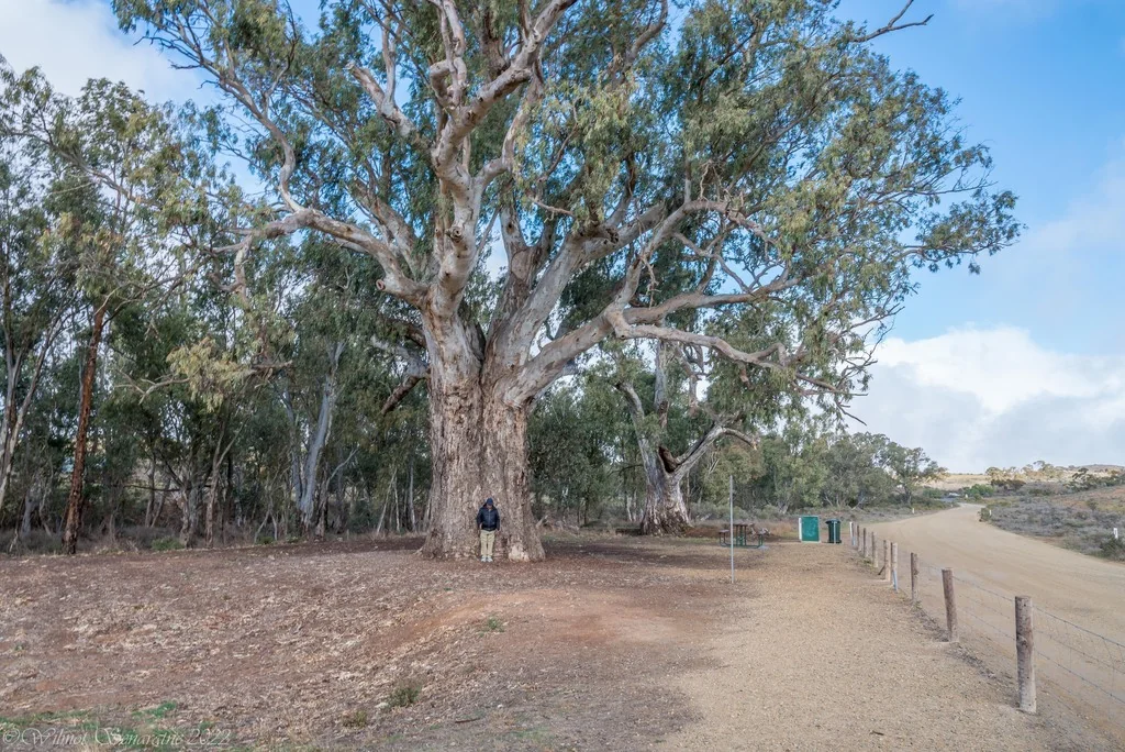 Eucalyptus Camaldulensis