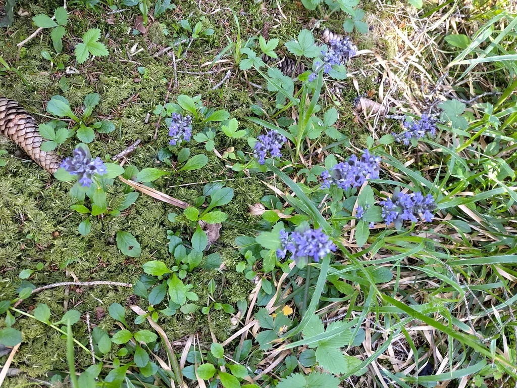 Ajuga Reptans