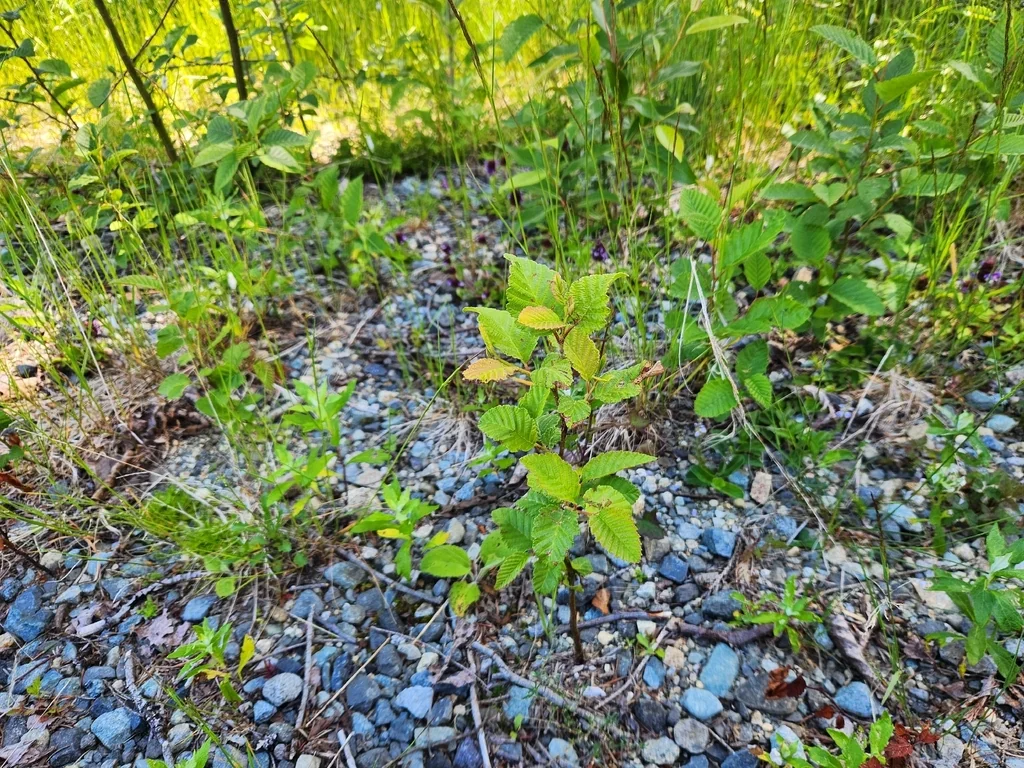 Alnus Rubra
