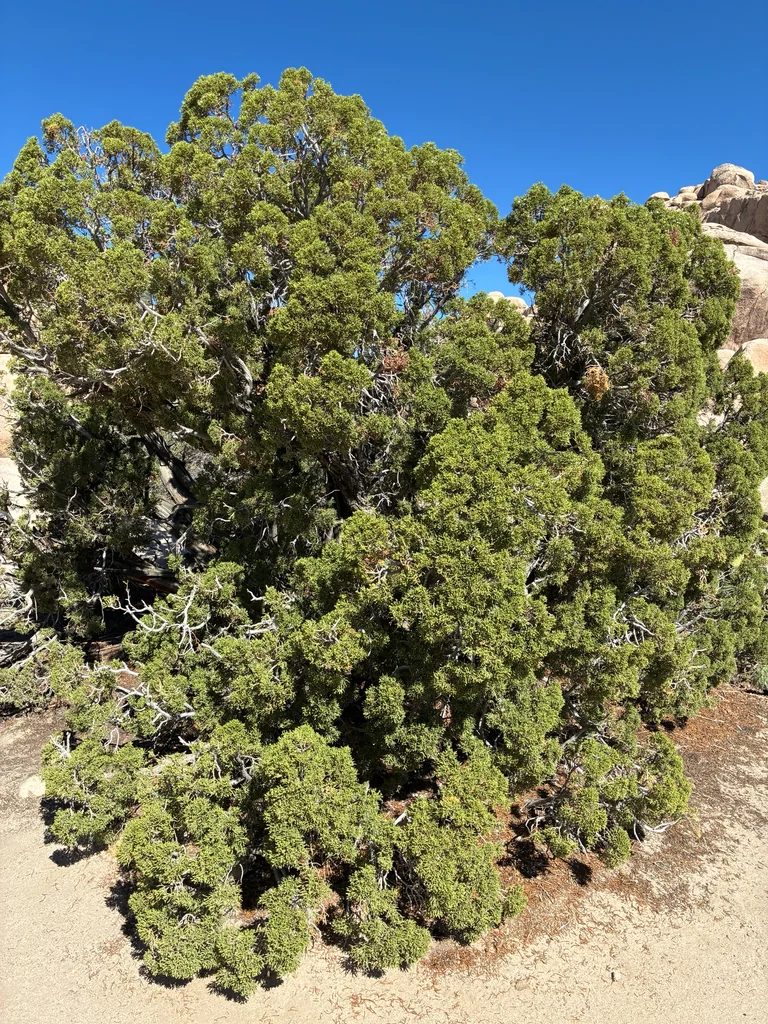Juniperus Californica