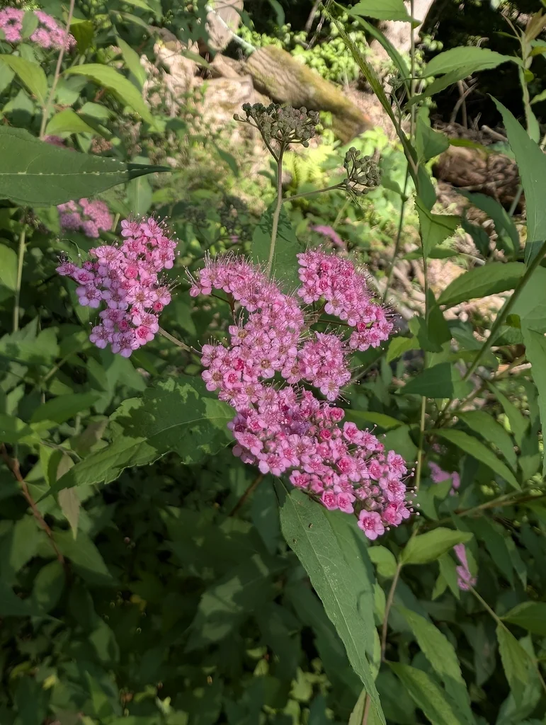 Spiraea japonica