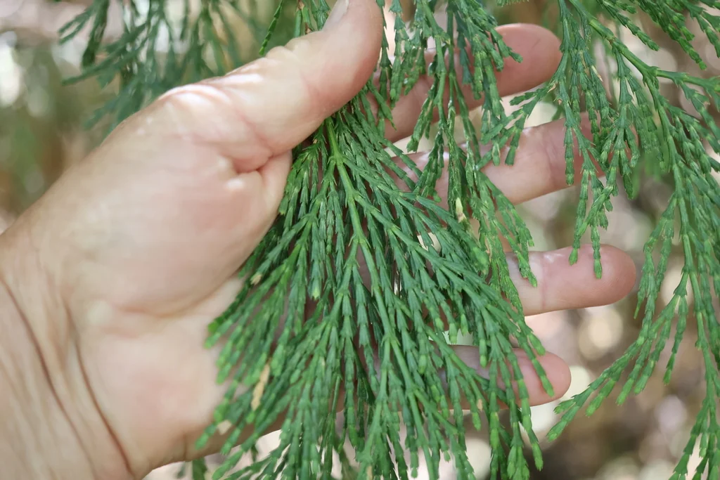 Calocedrus Decurrens
