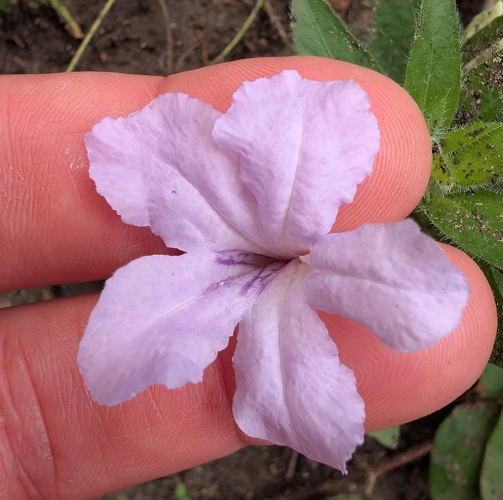 Ruellia Humilis