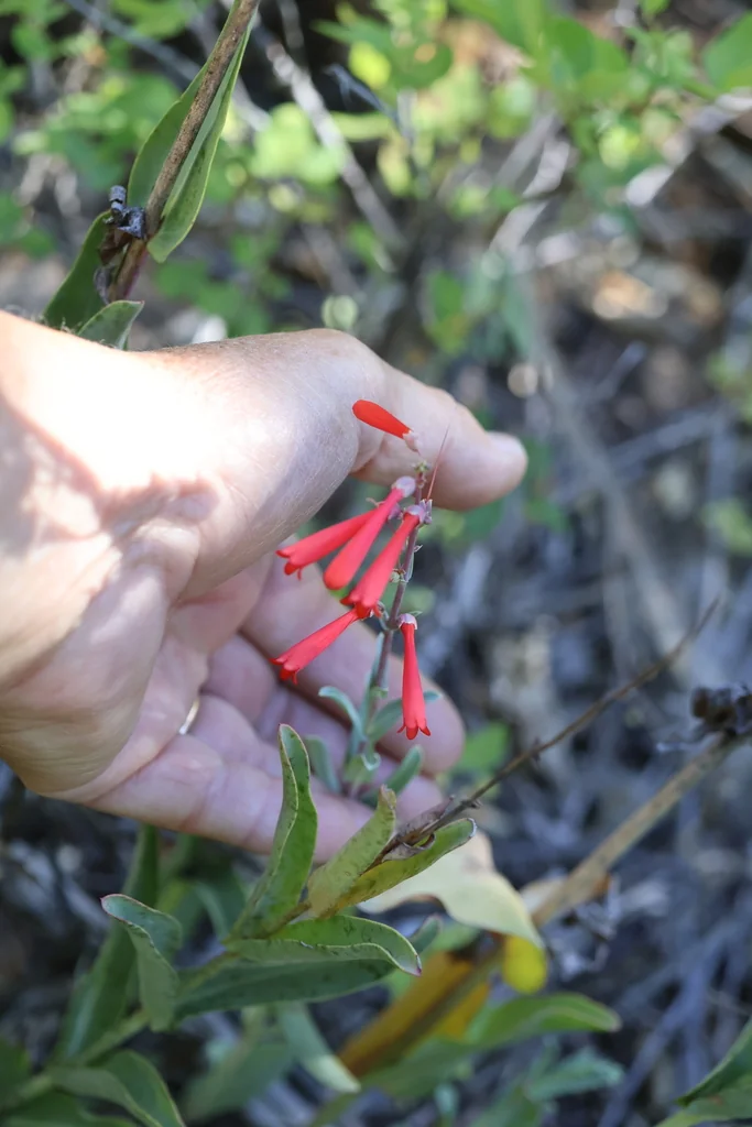 Penstemon Centranthifolius