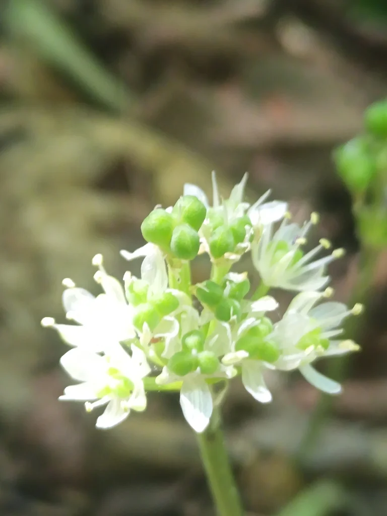 Allium Tricoccum