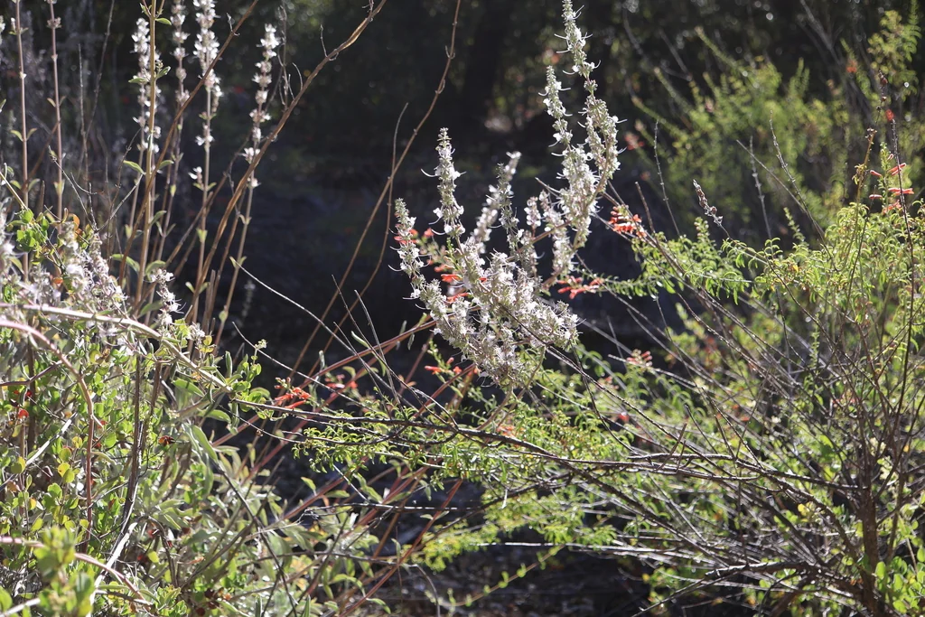 Salvia Apiana